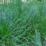 Festuca gautieri Leaf