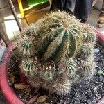 Parodia magnificaLeaf