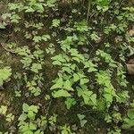 Oxalis latifolia Blad