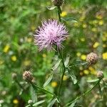 Centaurea stoebe Blatt