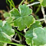 Hydrocotyle sibthorpioides Leaf