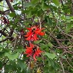 Erythrina lysistemon 花