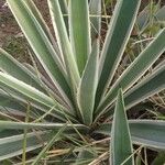 Agave vivipara Blad