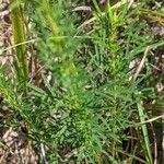 Dalea purpurea Blad