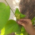 Guazuma ulmifolia 花