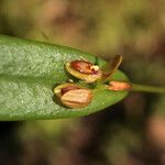 Pleurothallis discoidea फूल