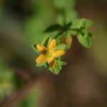 Hypericum laxum (Blume) Koidz. var. hananoegoense Masam.花