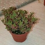 Crassula humbertiiDeilen