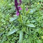 Orchis mascula Kvet