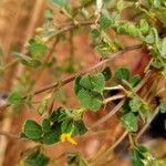 Medicago rigidula Leaf