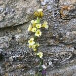 Sisyrinchium striatum Fleur