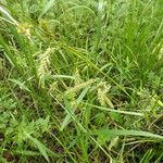 Carex cherokeensis Hábito