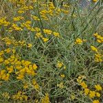 Helichrysum odoratissimum عادت داشتن