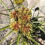 Cyperus eragrostisЦветок