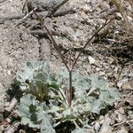 Eriogonum nudum Habitat