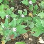 Melanthera nivea Ravina