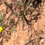 Hippocrepis ciliata Ovoce