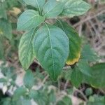 Pseuderanthemum maculatum Ліст