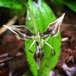 Scoliopus bigelovii Квітка