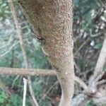 Euphorbia leucocephala Bark