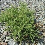 Salsola tragus 整株植物