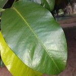 Garcinia brasiliensis Leaf