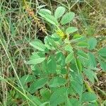 Indigofera hirsuta Hábito