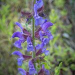 Salvia virgata ফুল