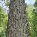 Carya illinoinensis Escorça