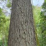 Carya illinoinensis Cortiza