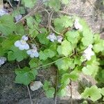 Cymbalaria muralisLeaf