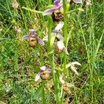 Ophrys holosericea Hábito