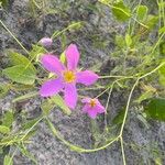 Sabatia angularis Floro