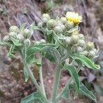 Andryala integrifolia Flor