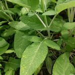 Salvia interrupta Leaf