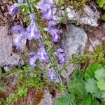 Salvia verbenacaŽiedas