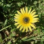 Arctotheca calendulaFlower