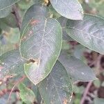 Amelanchier canadensis Foglia