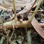 Lepisorus excavatus 樹皮