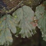 Trichomanes erosum Folha