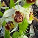 Ophrys umbilicata Flower