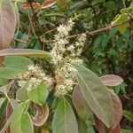 Copaifera langsdorffii Leaf