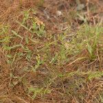 Scutellaria racemosa Natur