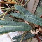 Alocasia micholitziana Blad