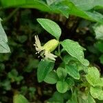 Silene baccifera Blomma