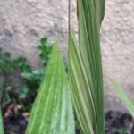 Pinanga coronata Blad