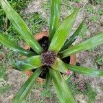 Neoregelia spectabilis Leaf