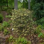 Rhododendron triflorum Habit