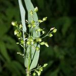 Lasiacis ruscifolia Fruto
