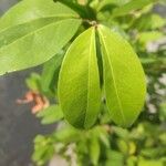 Cynometra cauliflora Leaf